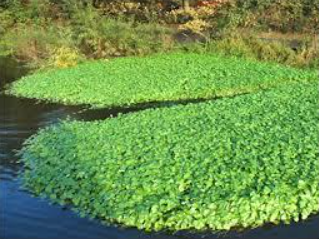 Algae growing in a pond.PNG